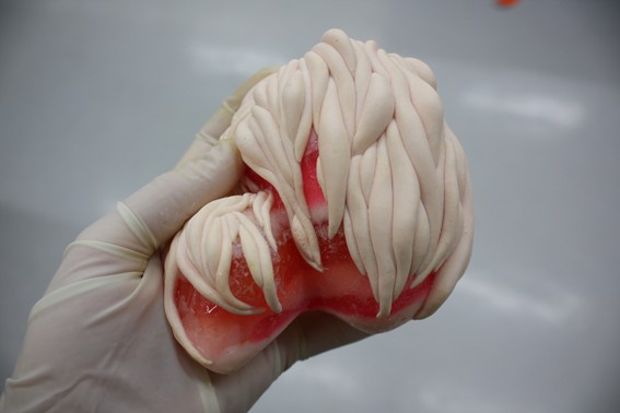 Laboratory Animorph