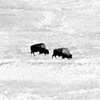 Wild Buffalo in South Dakota