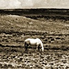 Flatland Graze