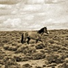 Soloist