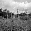 berkebomen