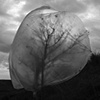 plastic en boom