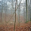 Bomen en dak