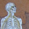 bone