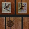 american bird series