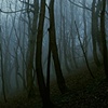 Blackford Forest