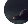 Snail Portrait