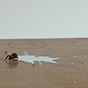 Bumble Bee and Milk