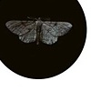 Moth
