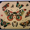 butterflies and moths flash sheet
