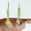 May you grow like an onion with your head in the ground!