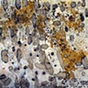 Auto Immune Series 2008/ 2009