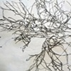 Chautauqua and Syracuse Trees Drawings 