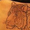 tiger start!