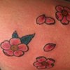 cherry blossoms