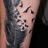 feather and birds