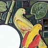 Parrot Mirror