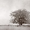 The Arborist Series