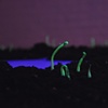 Night Garden (detail)