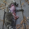 Racoon