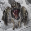 screech owl
